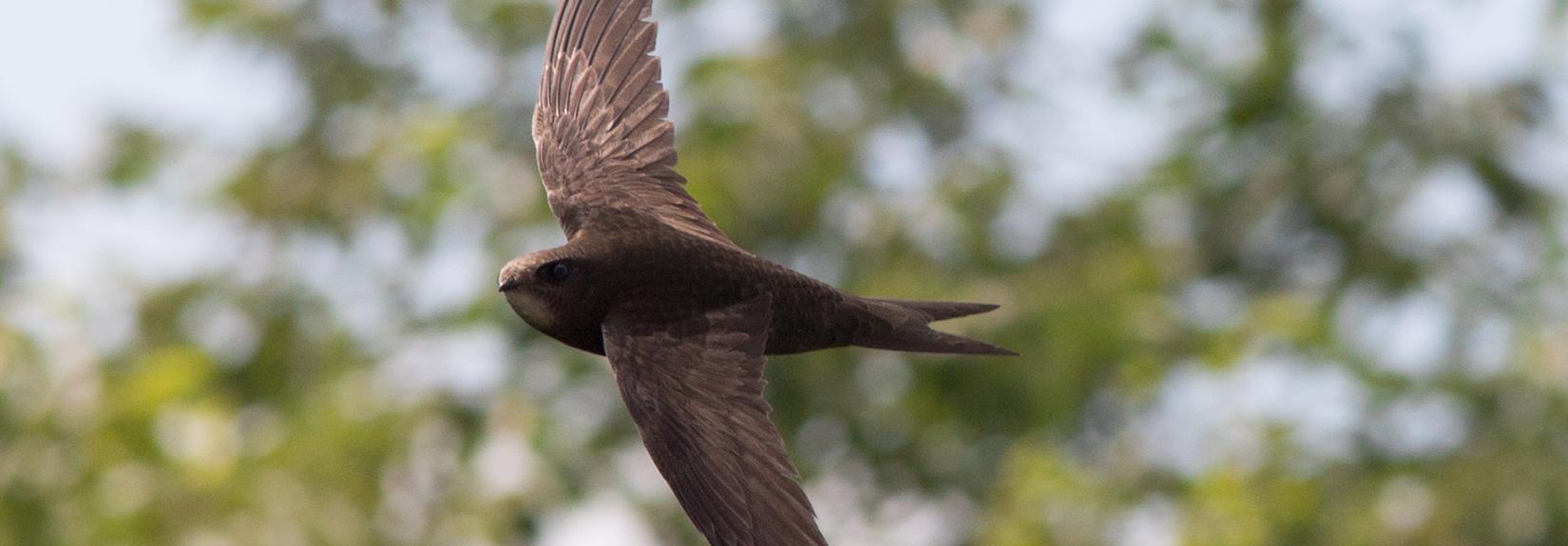 Чёрные стрижи раньше срока прилетели из Африки в Новосибирск