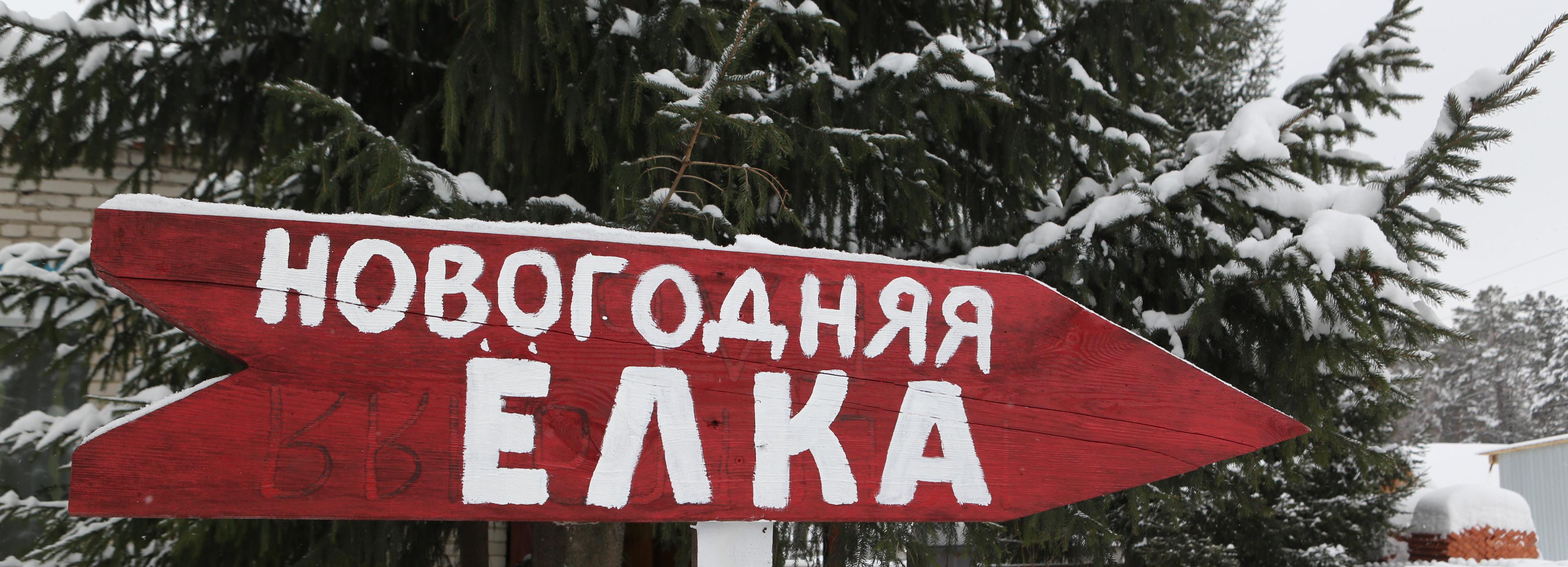 Уже 9000 хвойных деревьев ввезли в Новосибирскую область к Новому году