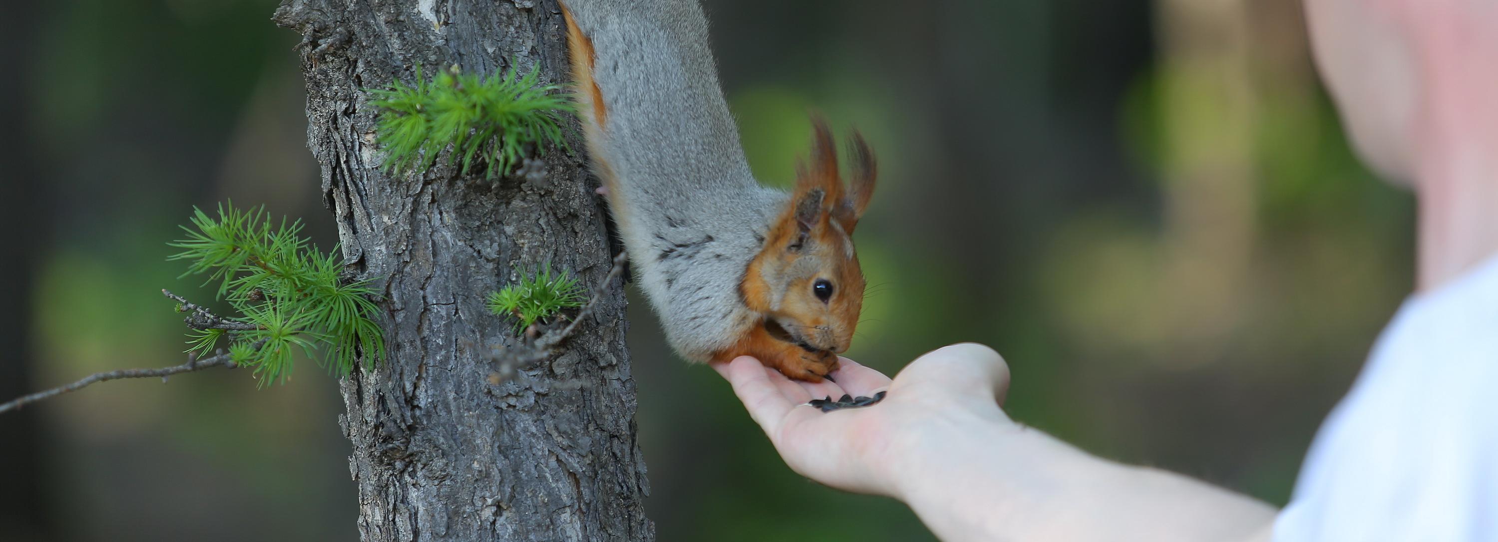 Как охраняют природу в Новосибирске — горячий телефон
