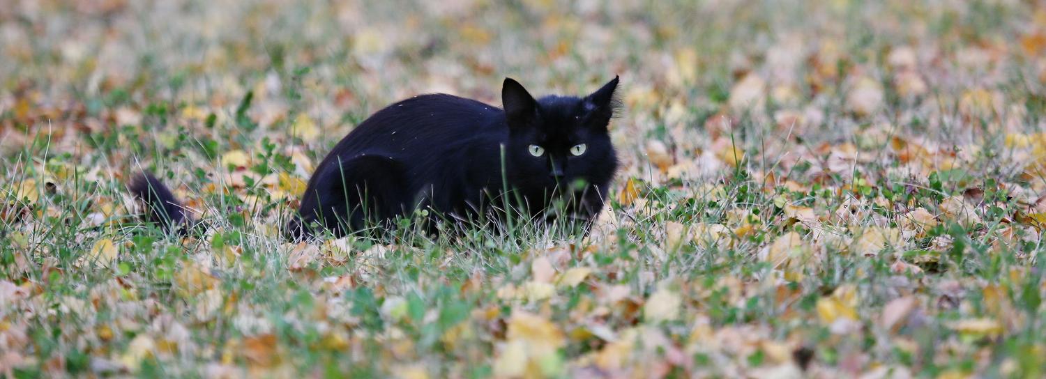 Новосибирцев просят беречь чёрных кошек перед Хеллоуином