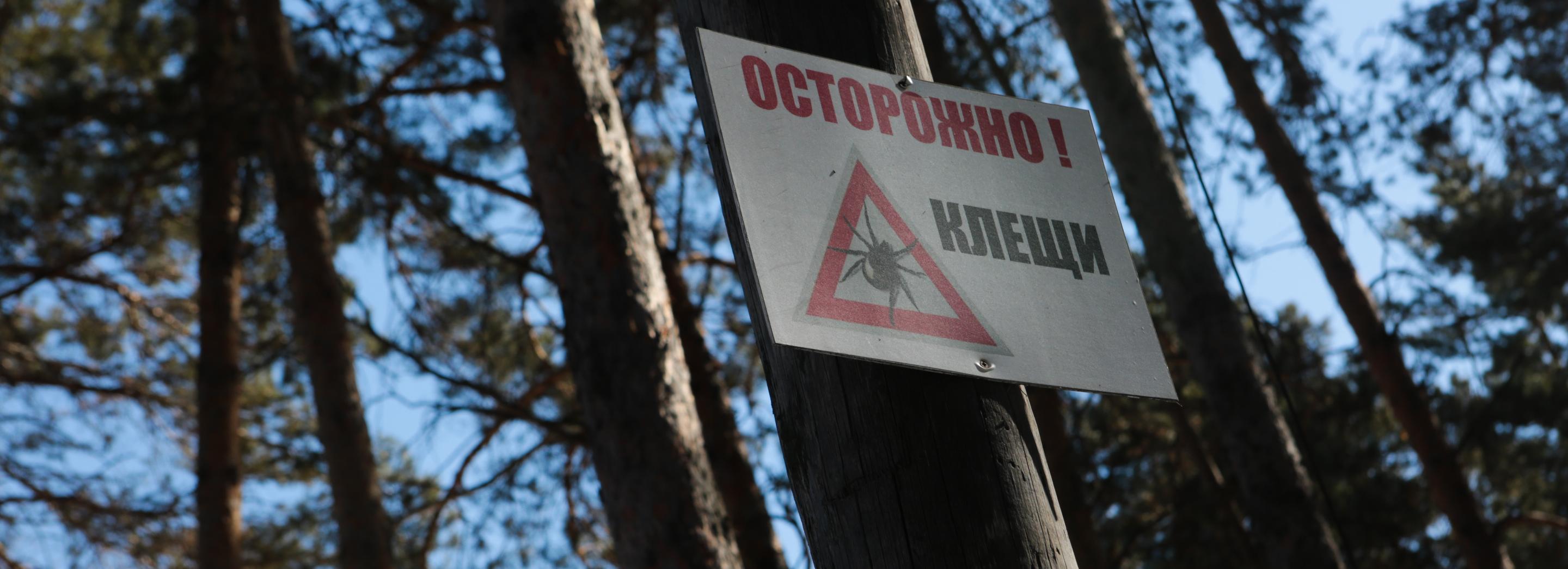 Клещи укусили 904 жителя Новосибирской области