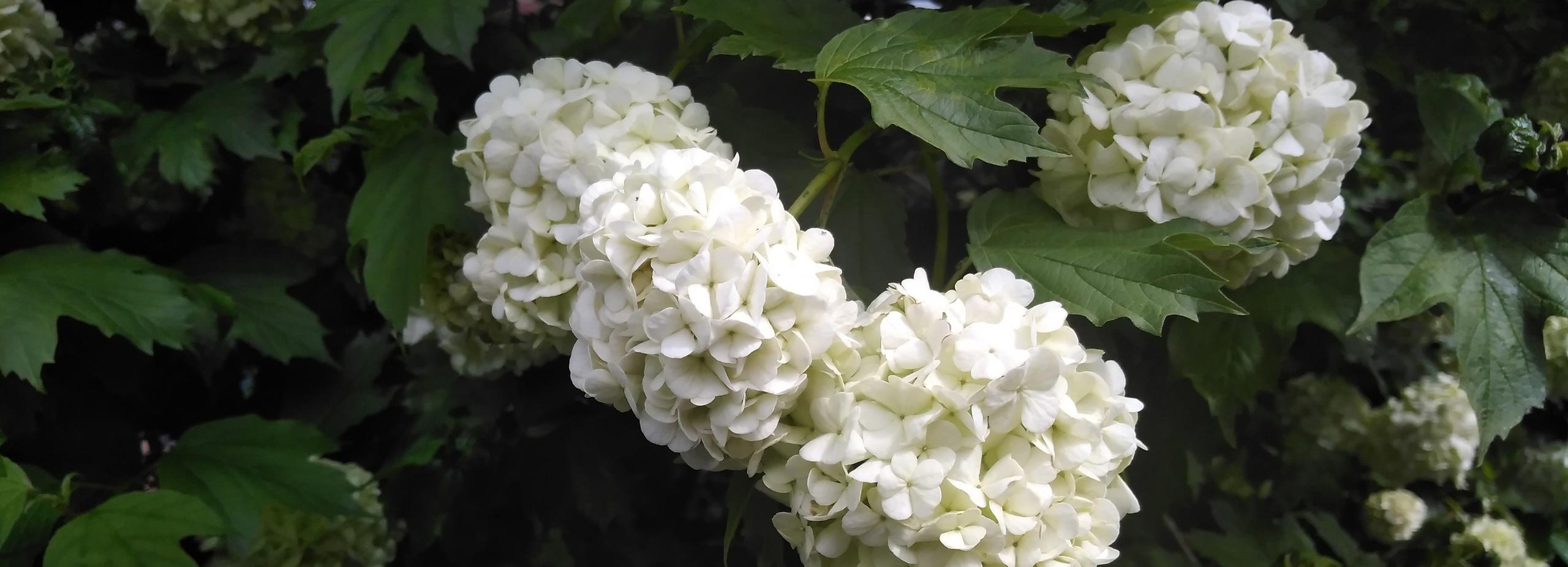 Невероятная калина «Бульденеж» расцвела в Новосибирске