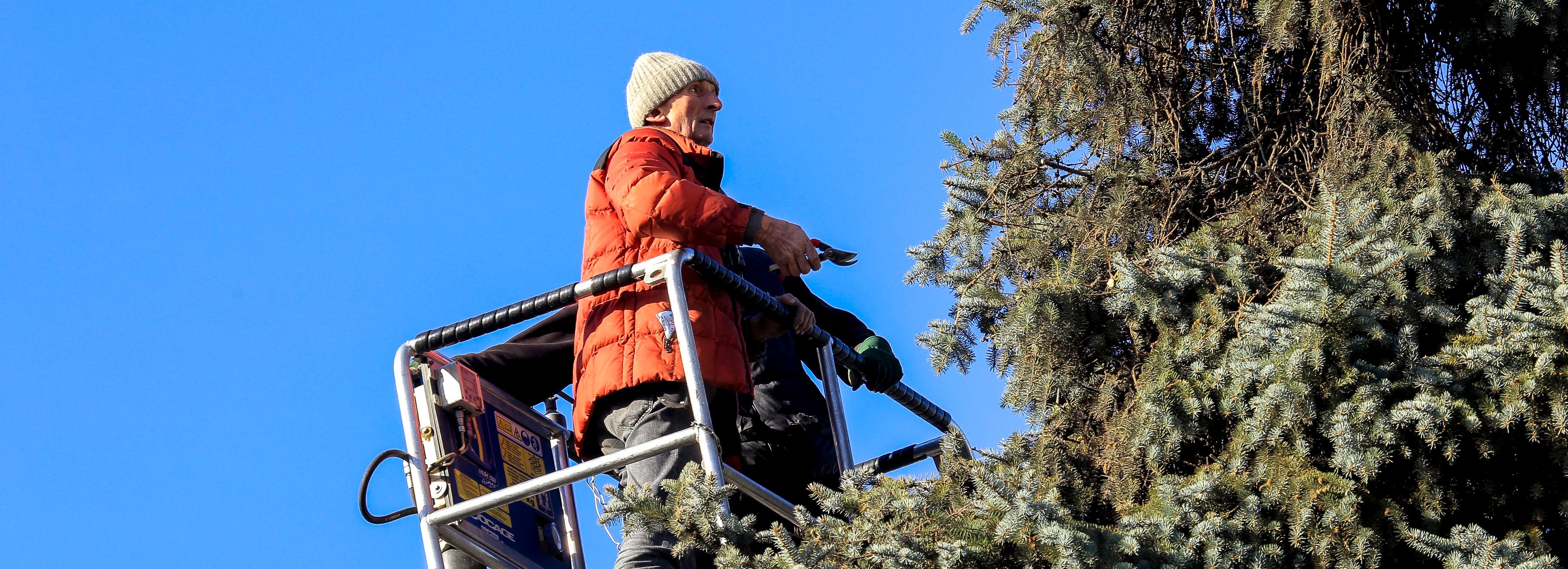 Полувековые ели на площади Ленина причёсывают к зиме