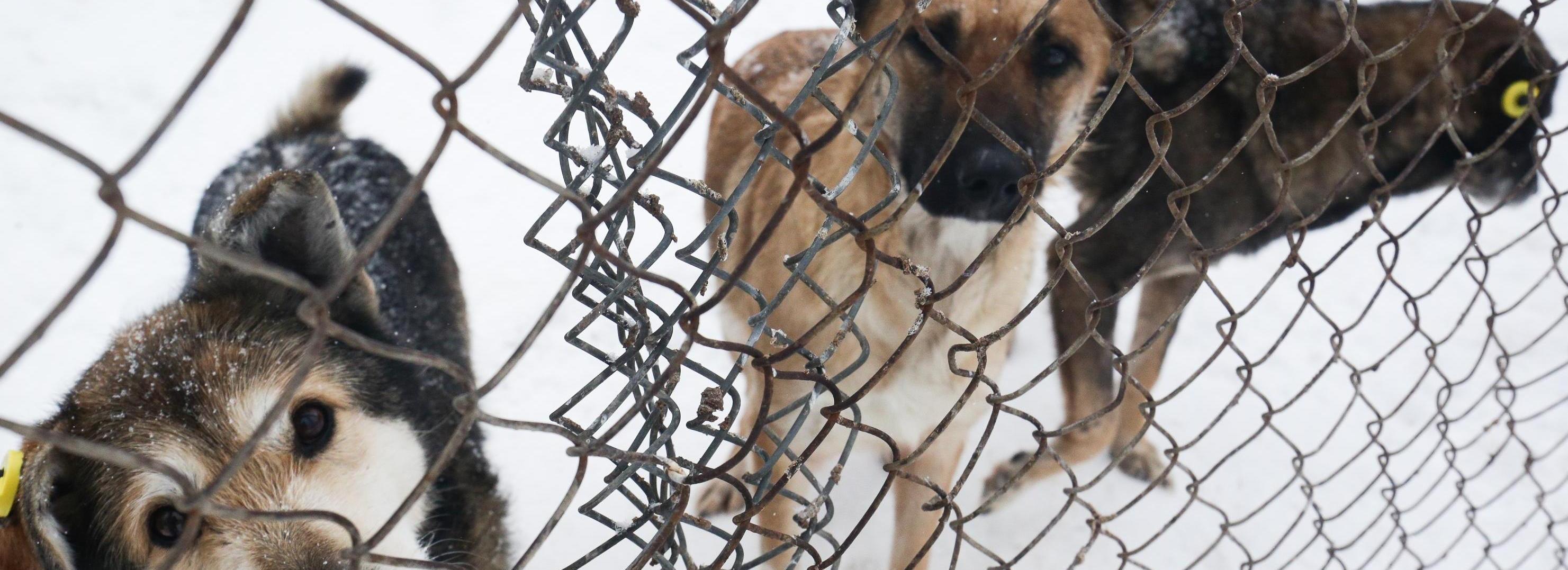 Нападение стаи собак на школьницу в Новосибирске проверит СКР