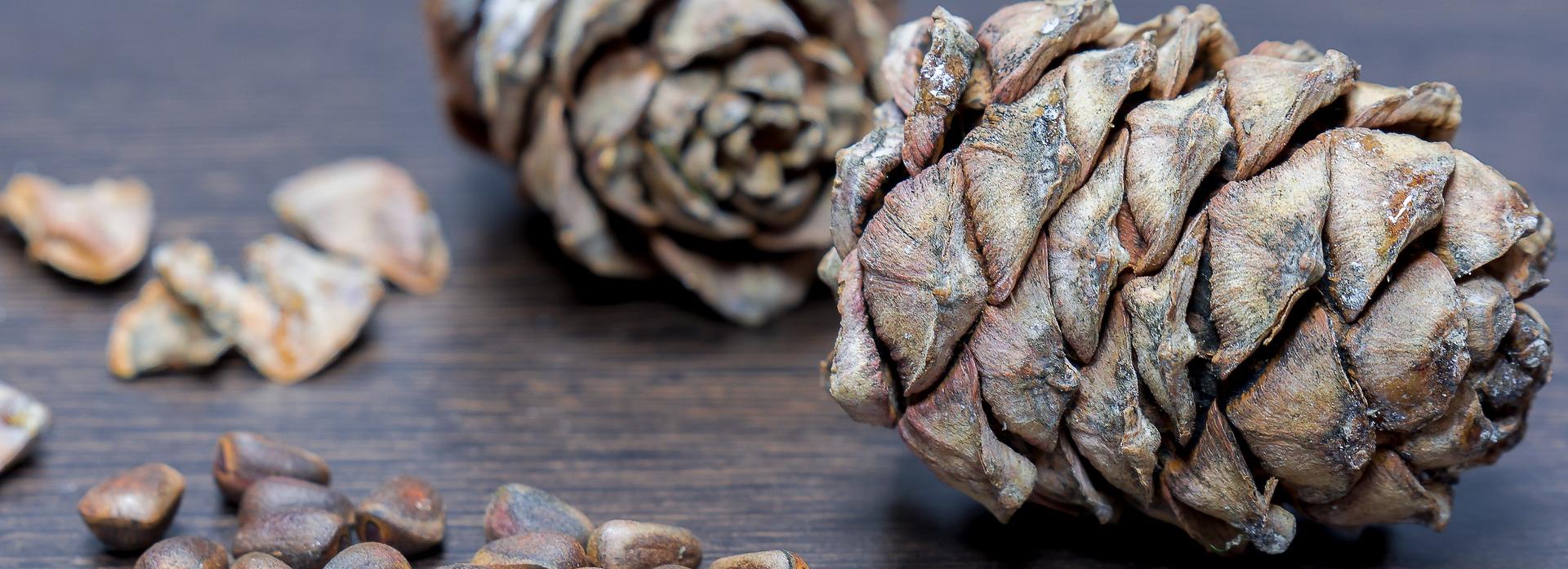 Работа в Новосибирске: матрос-рыбак, сборщик шишек и пиццайоло