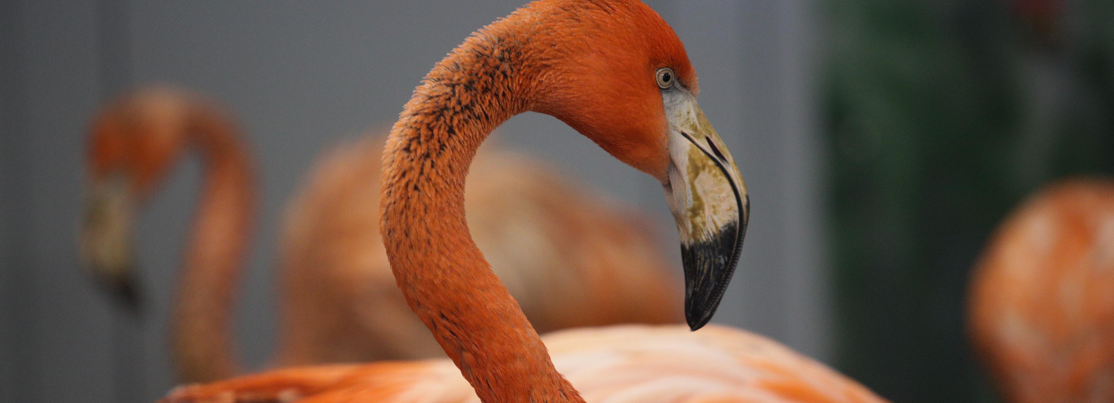 Карибские фламинго выходят на прогулки в Новосибирском зоопарке