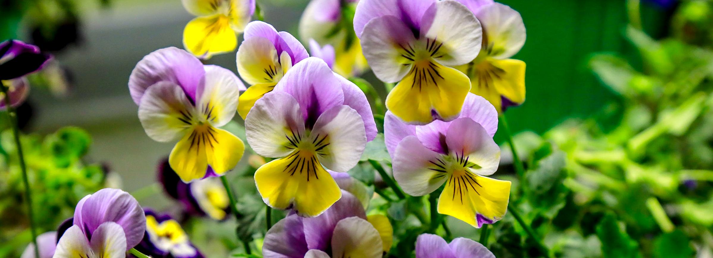 Агротехнологии будущего: как в Новосибирске выращивают съедобные цветы