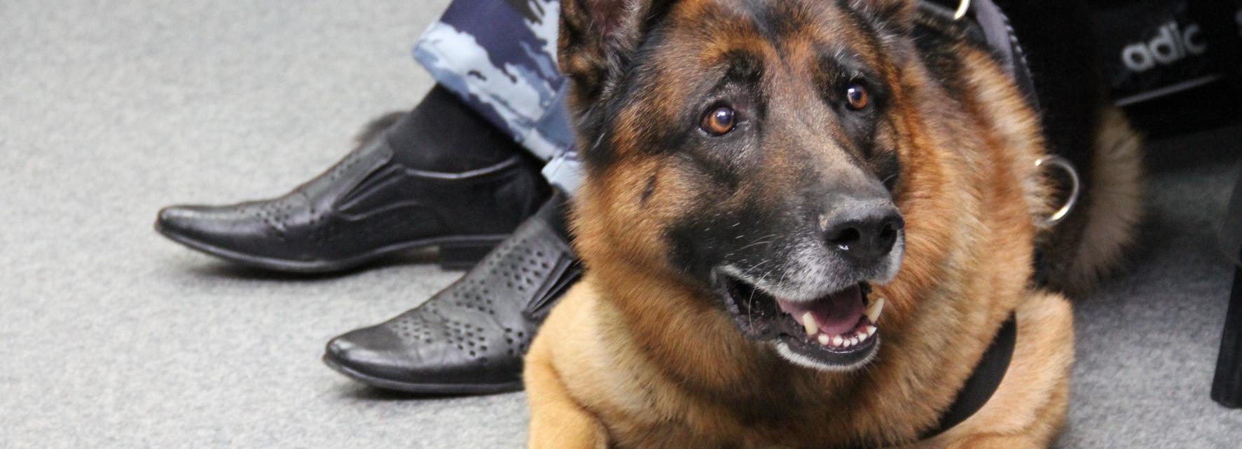 Новосибирцам покажут, как собаки подрывали поезда и носили тайную почту