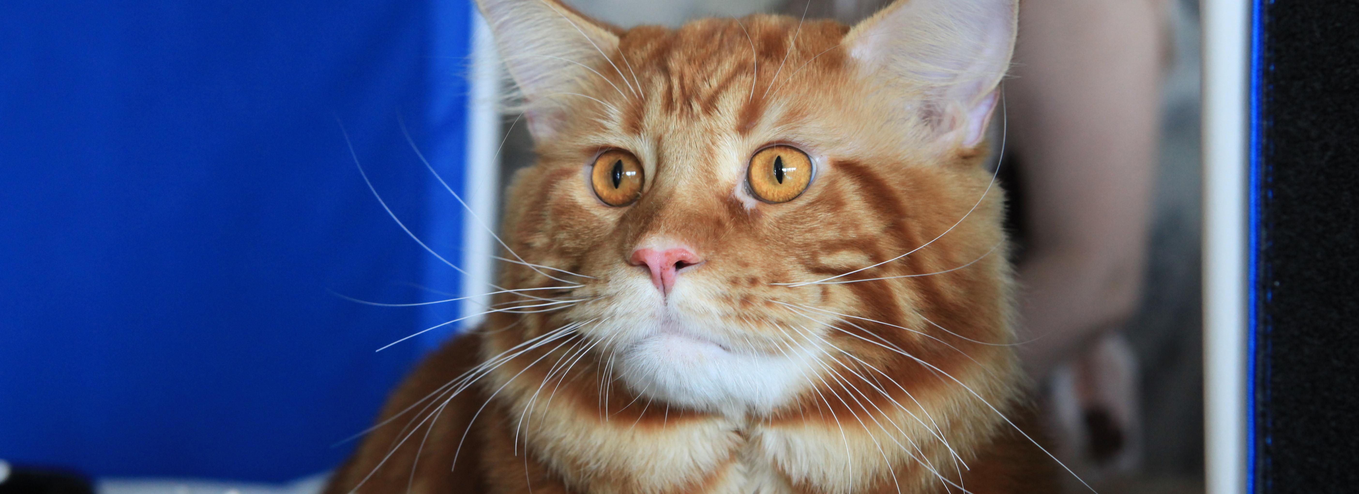 Если вы пропустили: скорая для зверей, первые грибы и возращение Тёркина