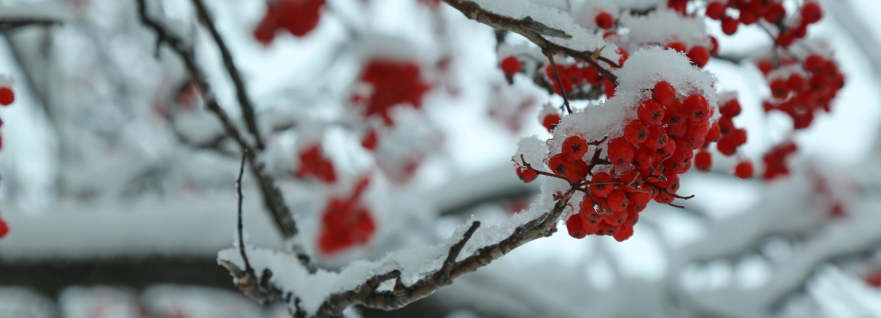 О порывах ветра до 20 метров в секунду предупредили новосибирцев