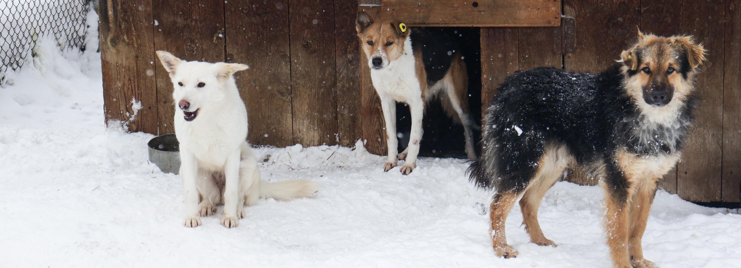 Зимние стаи собак пугают прохожих в частном секторе Новосибирска