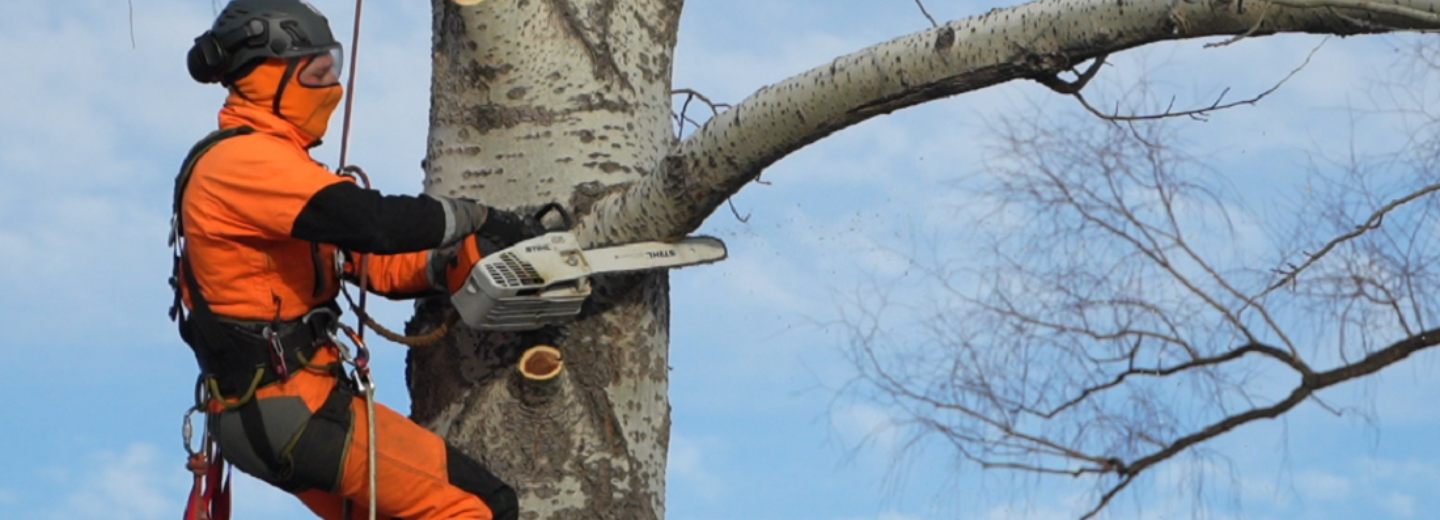 Парк «Арена» у ЛДС в Новосибирске отдали арбористам в кошках