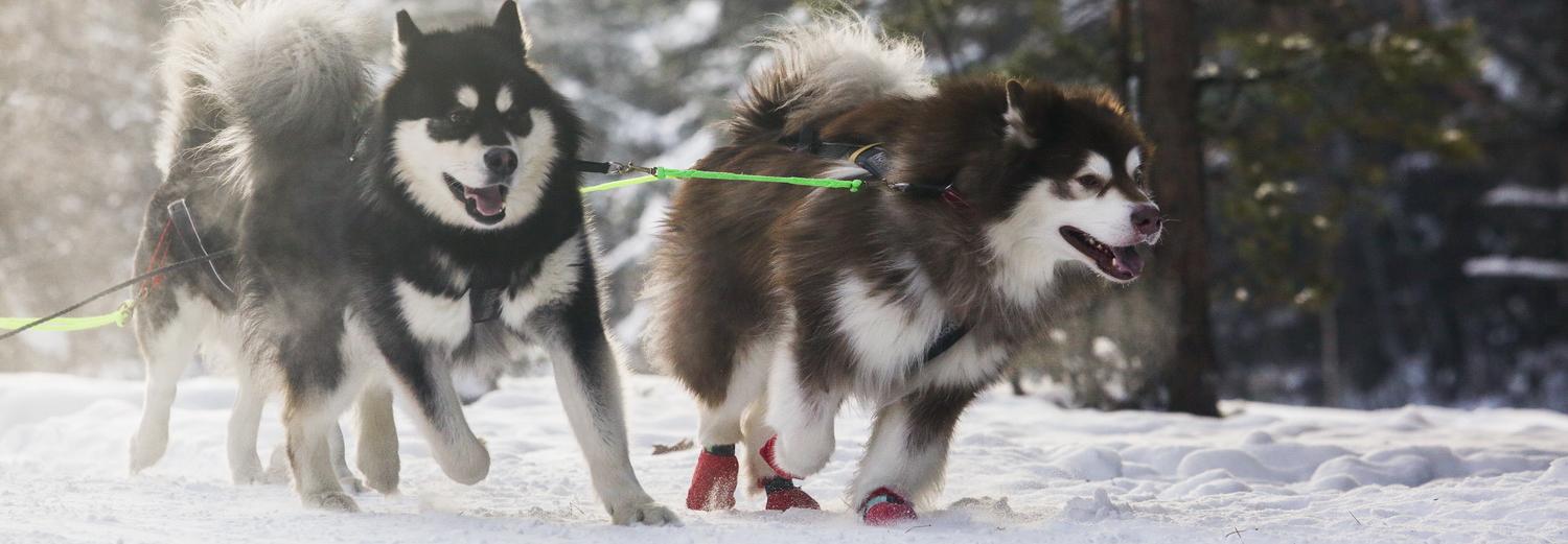 Почувствовать себя каюром сможет каждый на «Хаски фесте»