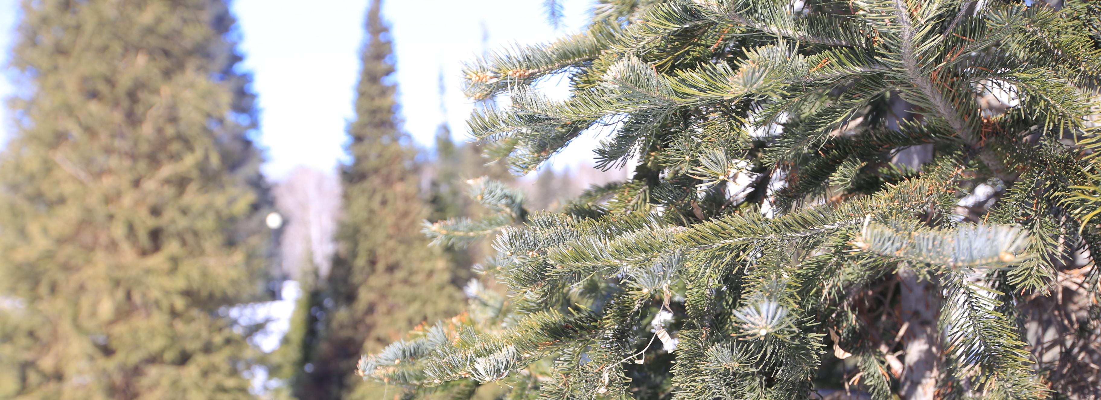 Первые 2000 новогодних пихт завезли в Новосибирскую область
