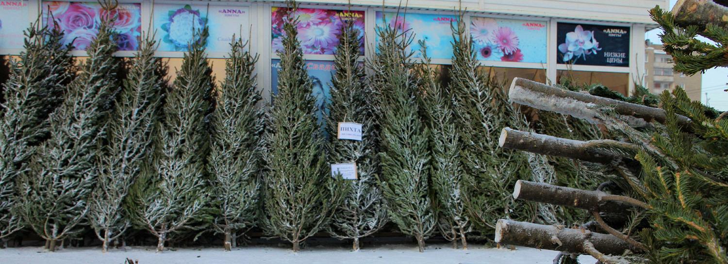 Где откроют ёлочные базары в 2020 году в Новосибирске — адреса