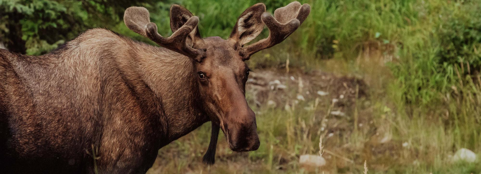 Сразу четверо лосей и косуль погибли за ночь в Новосибирской области