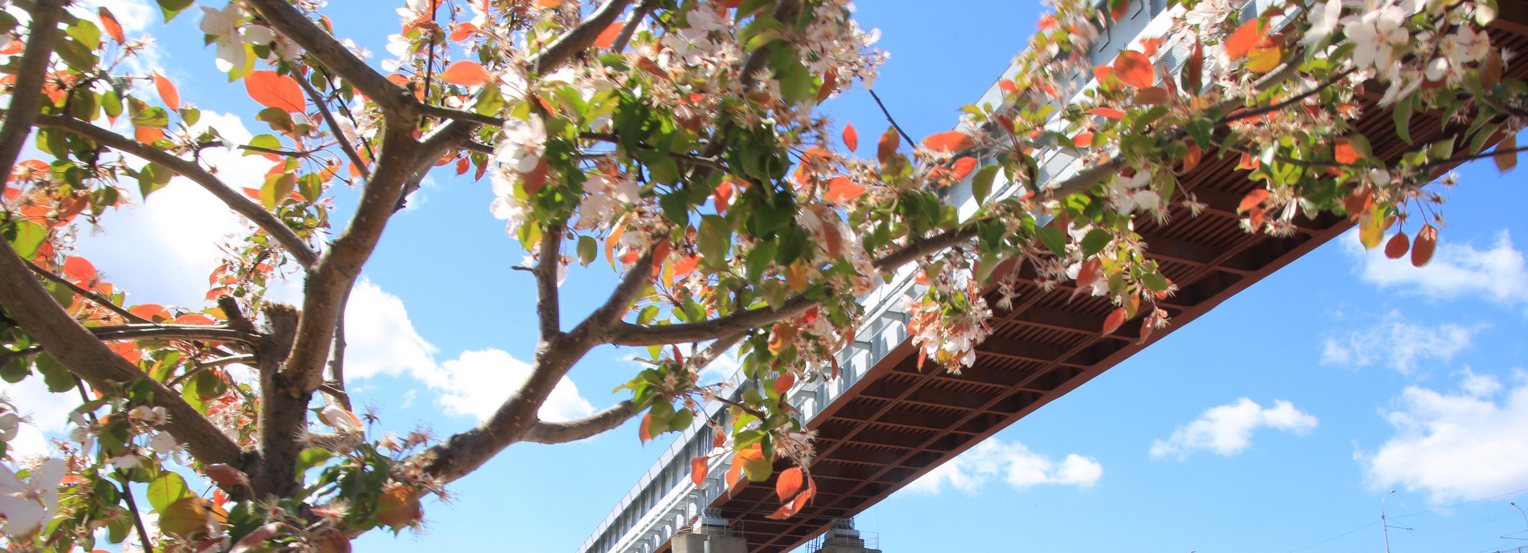 Новосибирская неделя: парк «Арена», ремонт Ипподромской и яблони