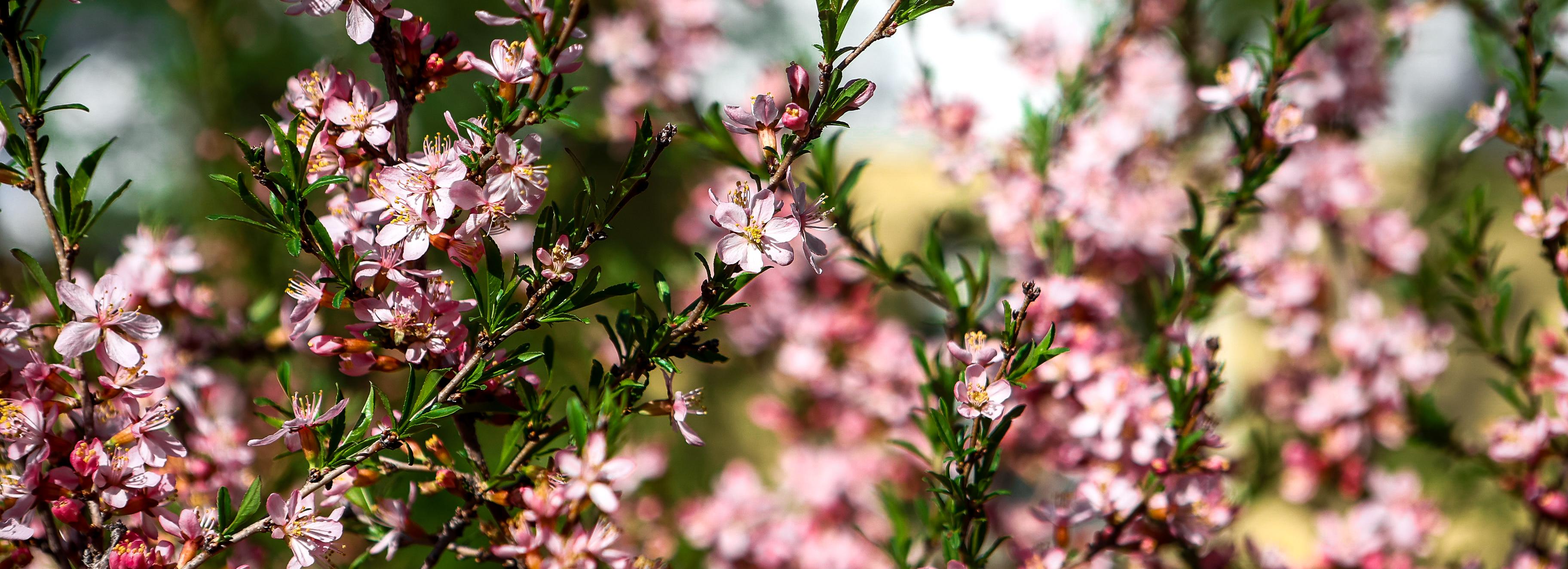 Совсем распустились: любуемся цветущими яблонями, черёмухой и миндалём