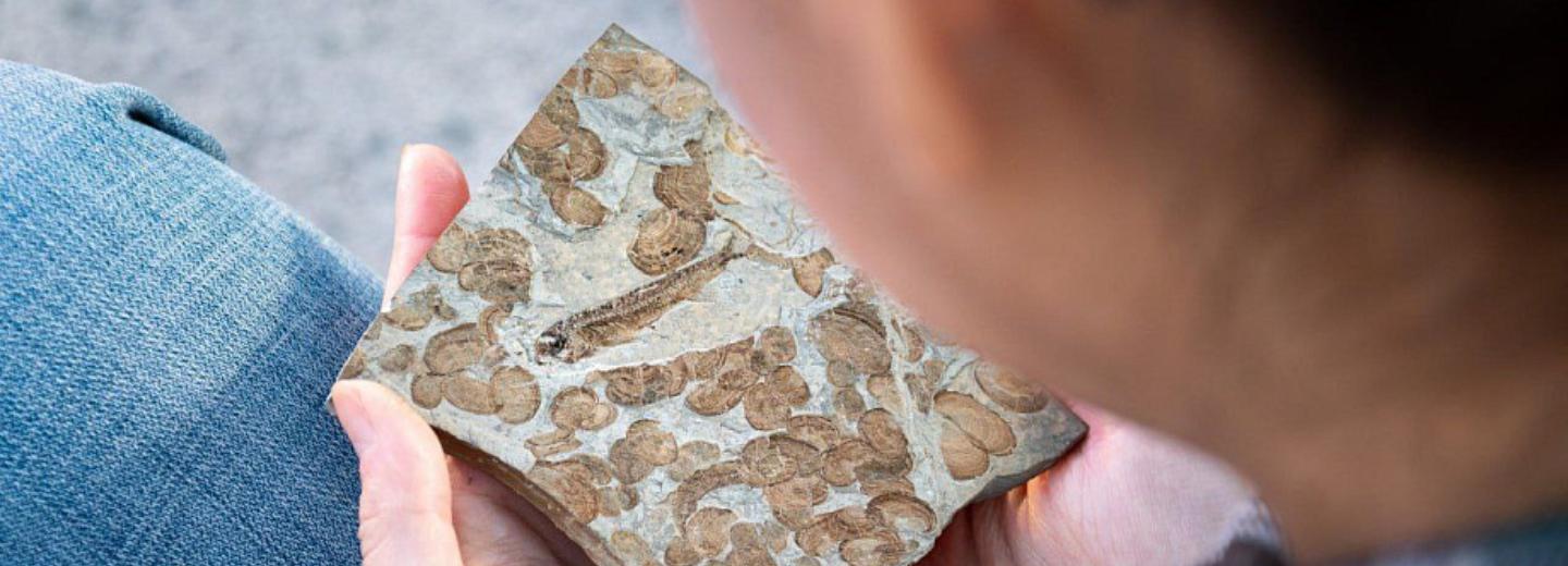 Остатки костистых рыб и ракообразных эпохи мезозоя выставили в НГУ