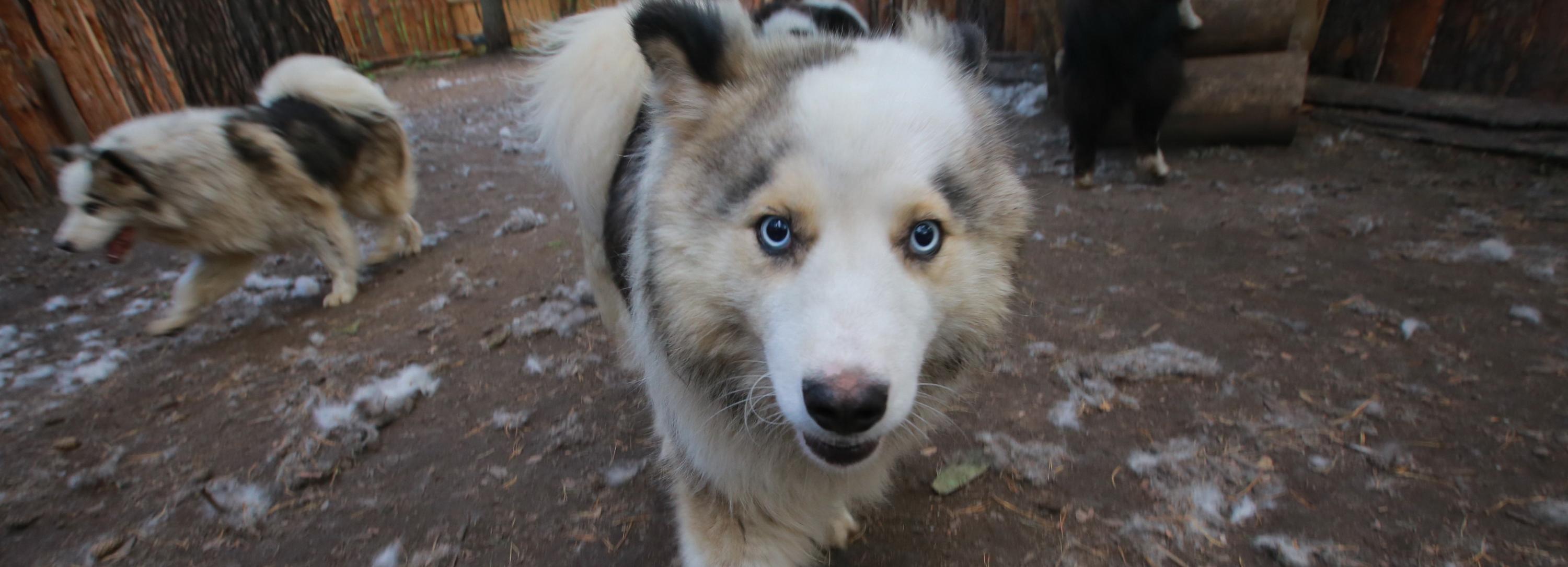 Семейные прогулки с лайками запускают в Новосибирске
