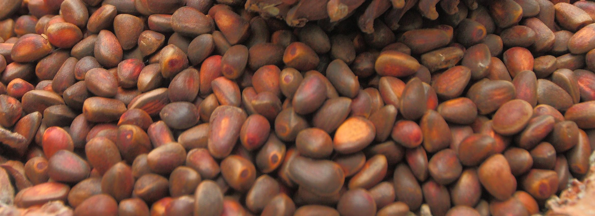 Новосибирская область в 12 раз увеличила экспорт орехов за счёт Китая