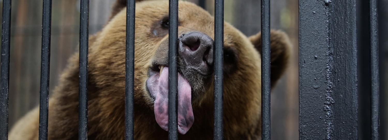 Бурых мишек в зоопарке переселят в новые вольеры со стеклом