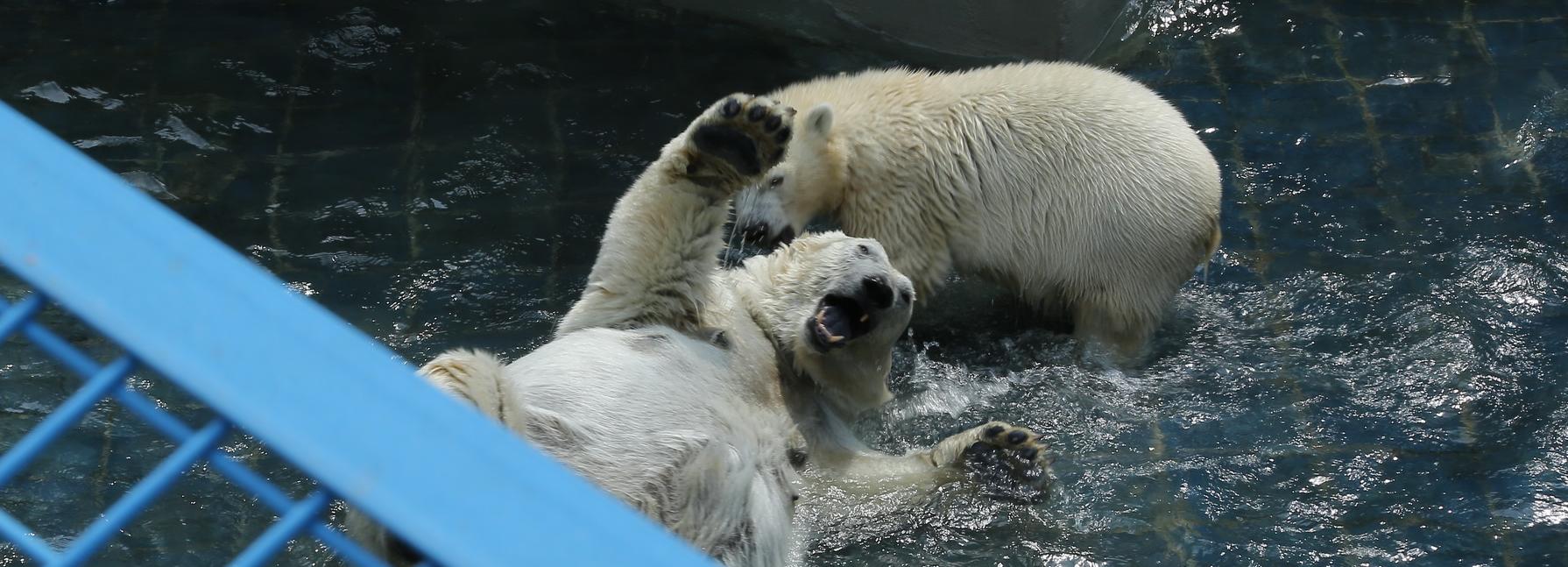 Если вы пропустили: лес в неоне, первоклашки и полуфабрикат для моста