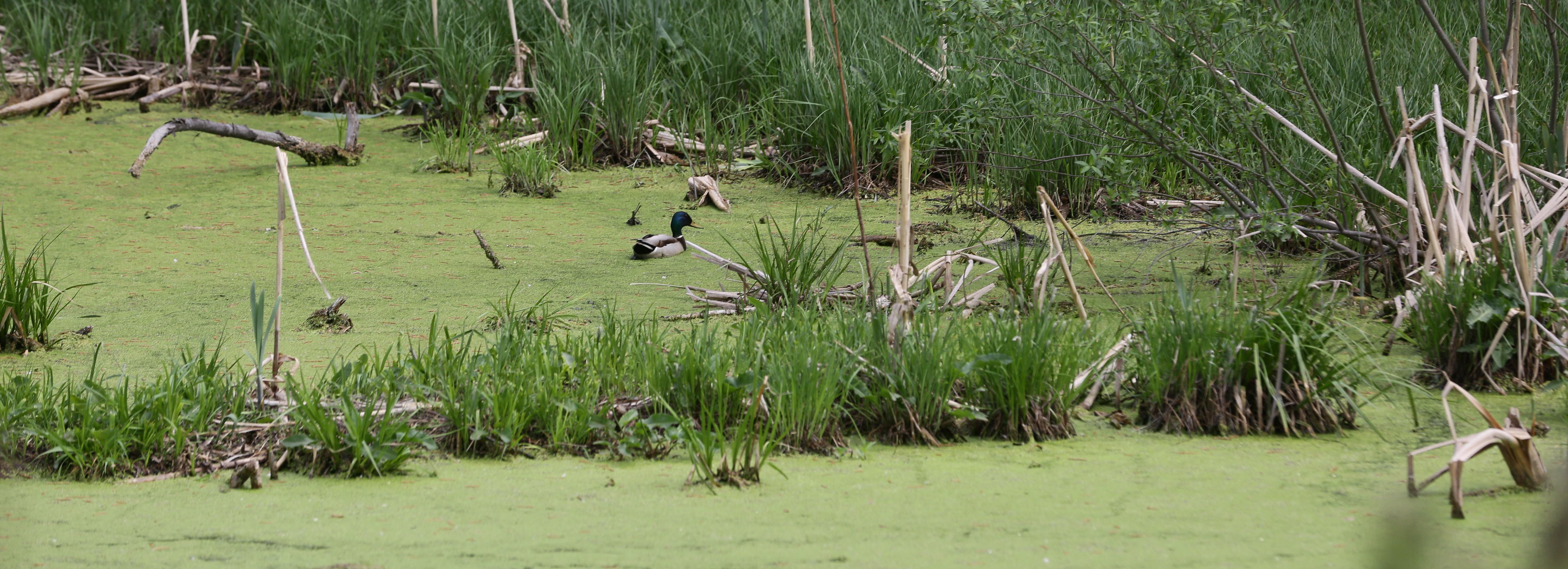 В Новосибирске выбрали имя уникальному парку в пойме Каменки