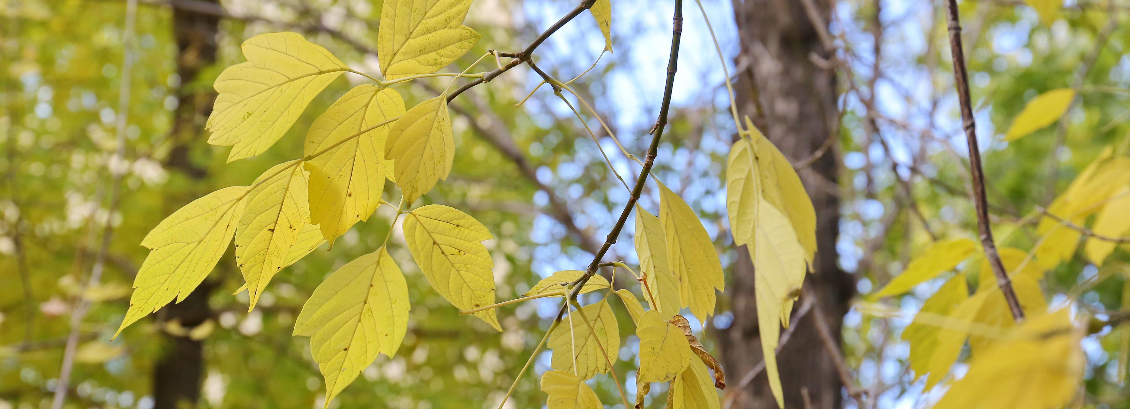 Когда в Новосибирске повеет осенью — отвечают синоптики