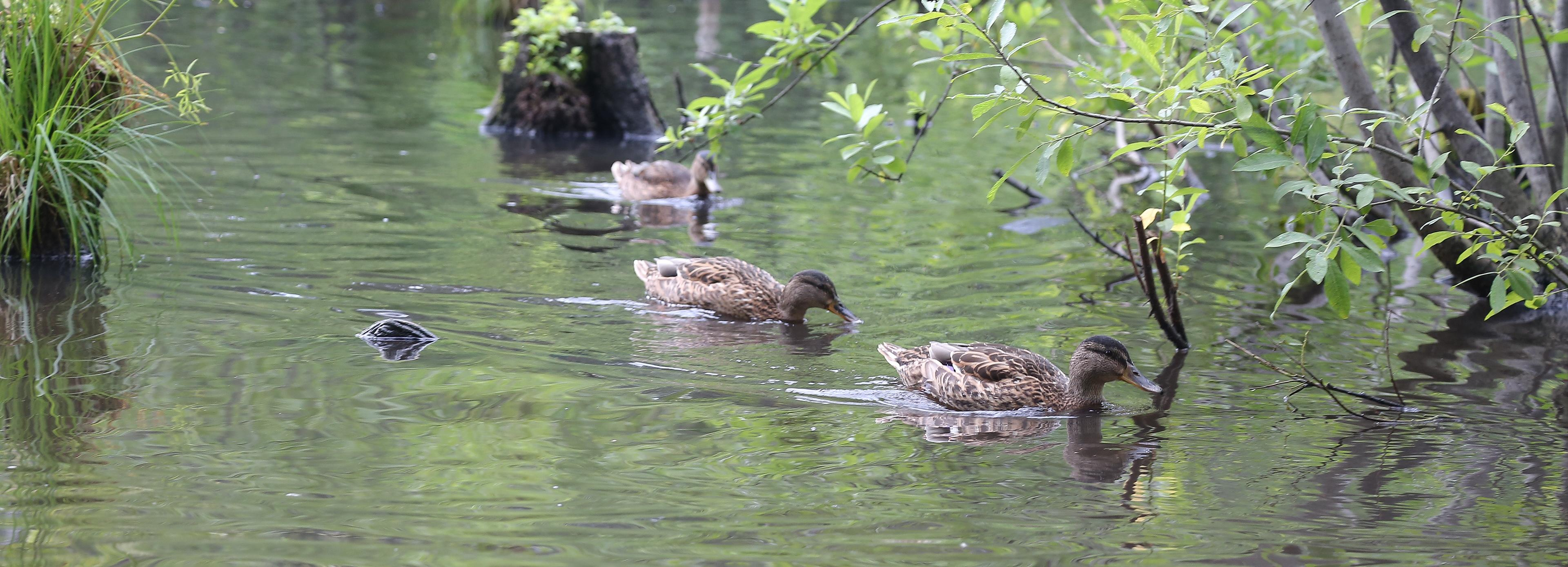«Каменка» станет первым в России заливным парком