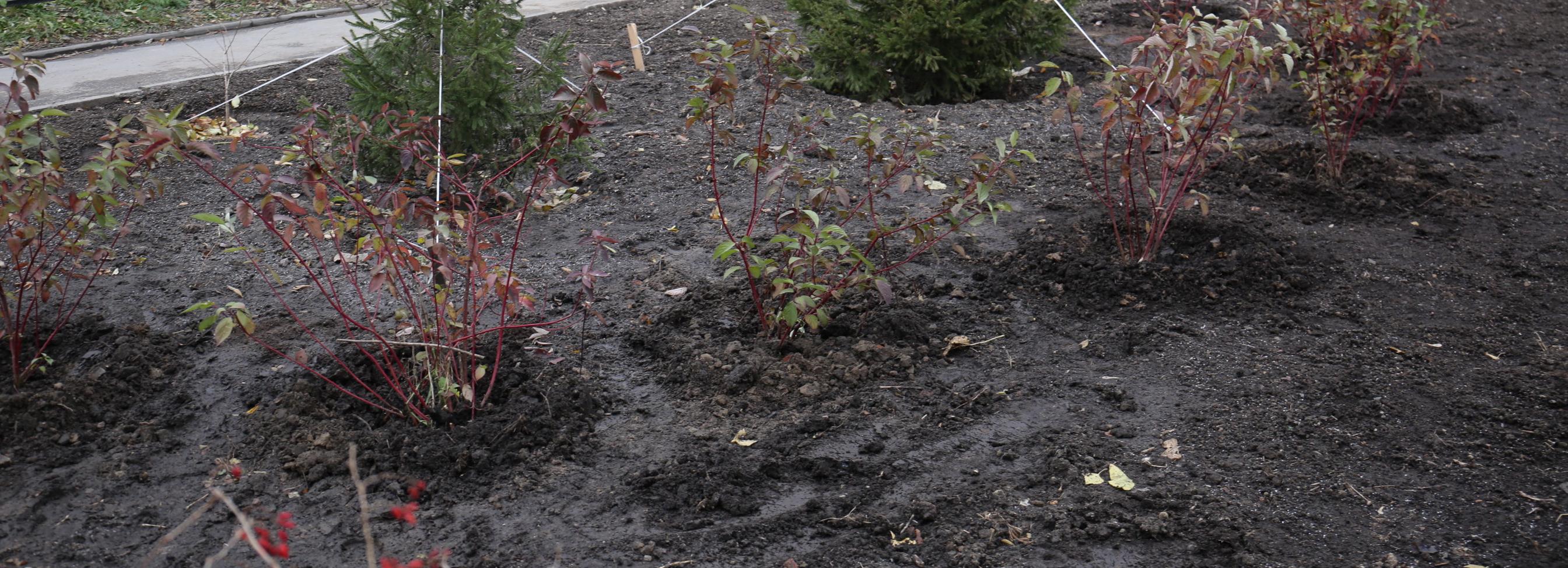 После акции протеста на МЖК высадят кустарники и разобьют клумбы