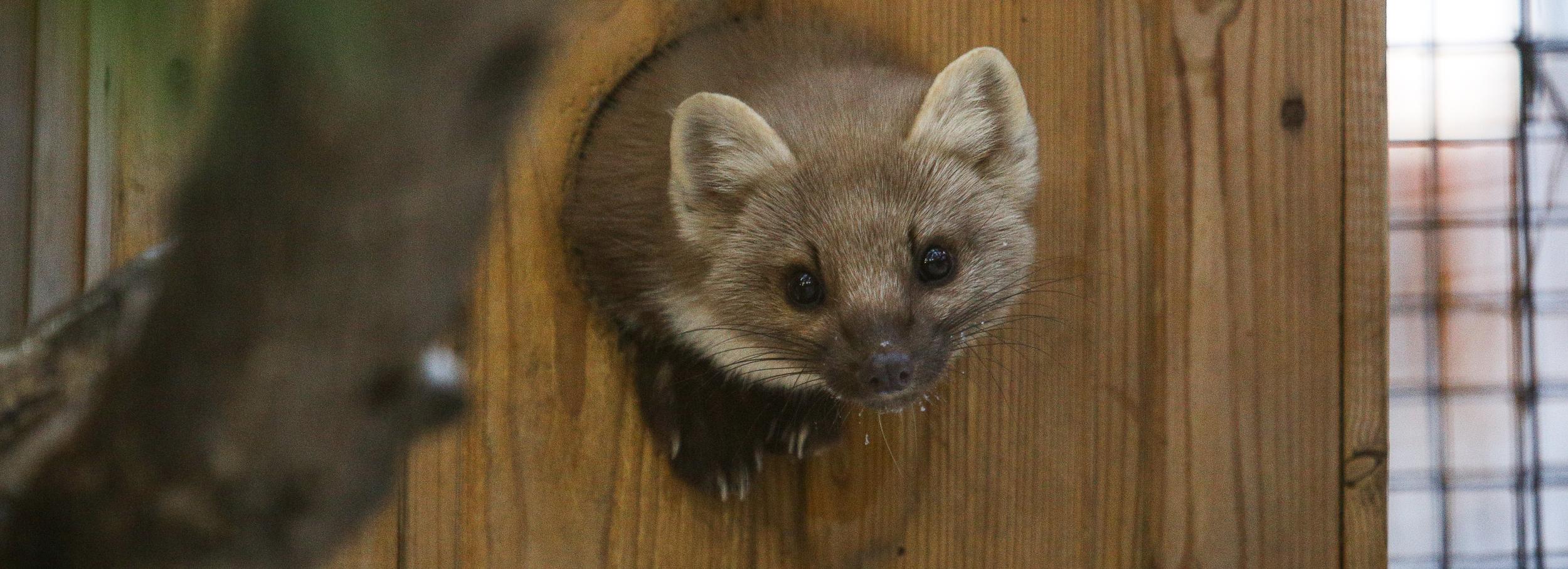 Новосибирский зоопарк помогает спасать животных из Донецка