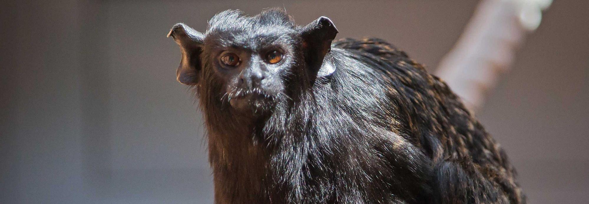 В Новосибирском зоопарке показали, как тамарины едят червяков