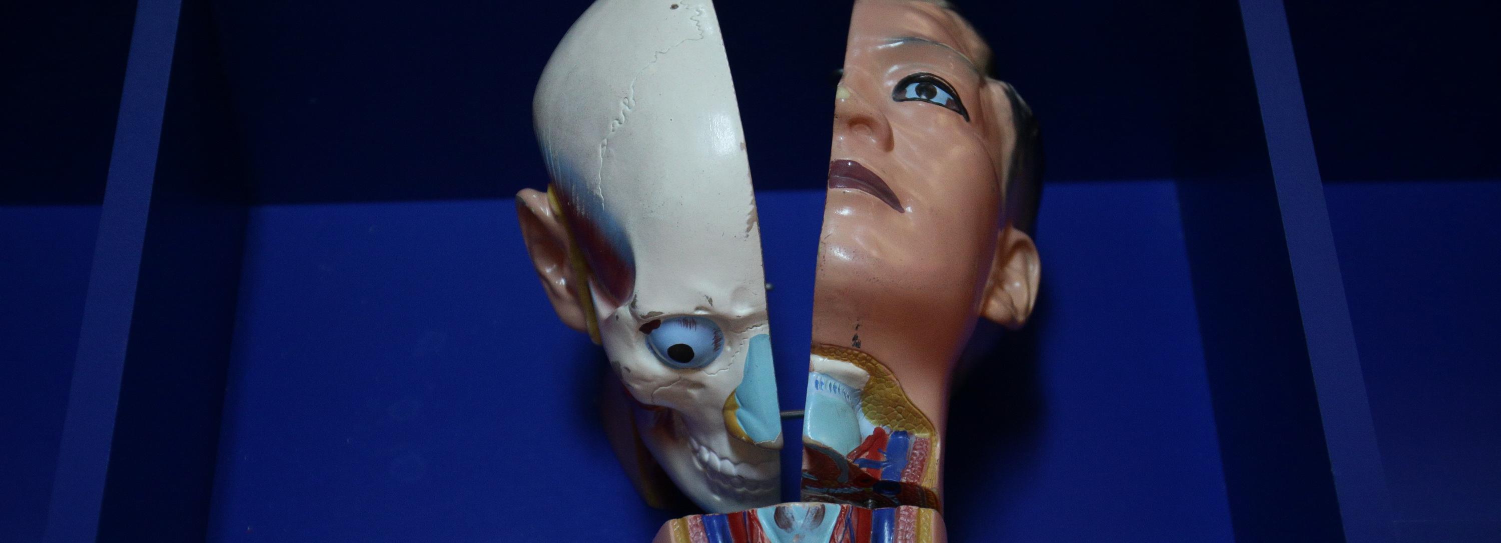 Внутри человека: анатомический мини-парк открыли в Новосибирске