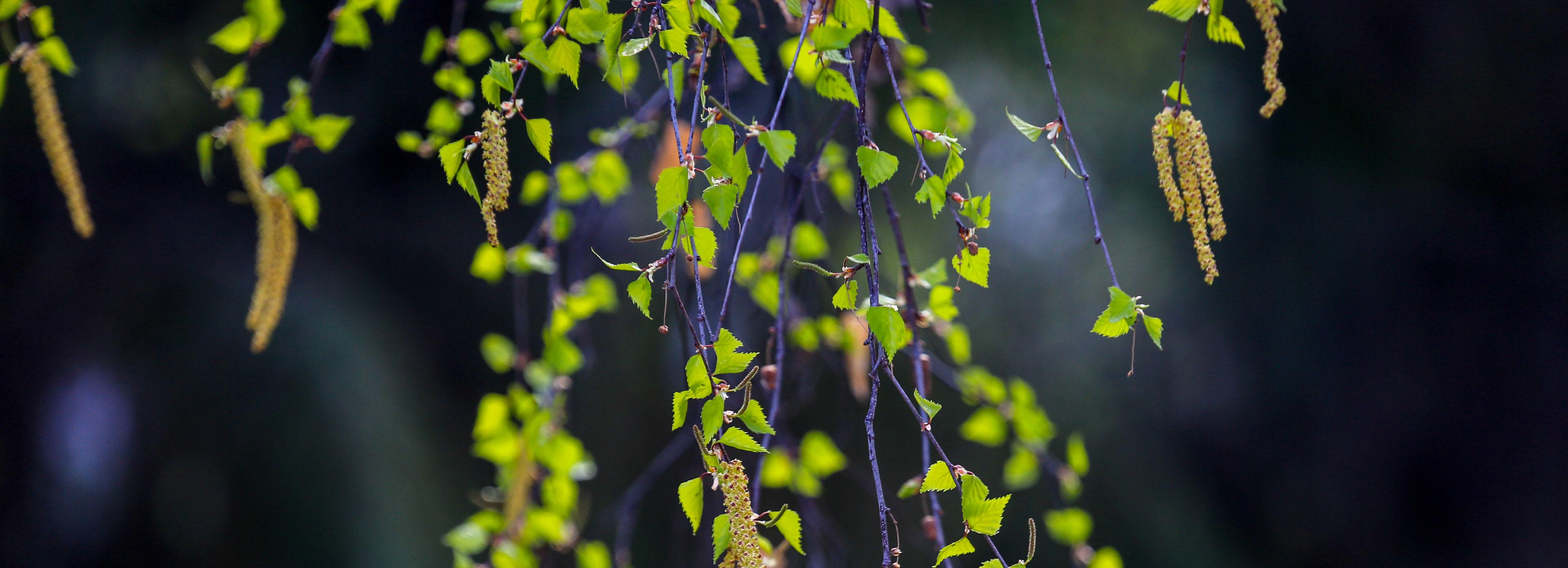 20 марта новосибирцы встретят астрономическую весну