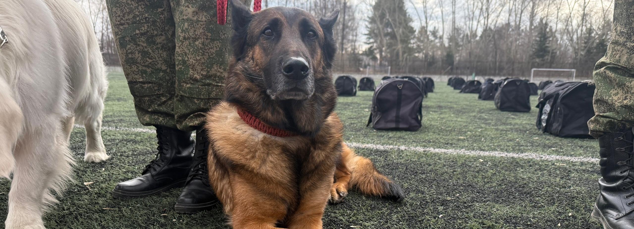 Собаки из Толмачёво обнюхали поле с сумками на чемпионате кинологов