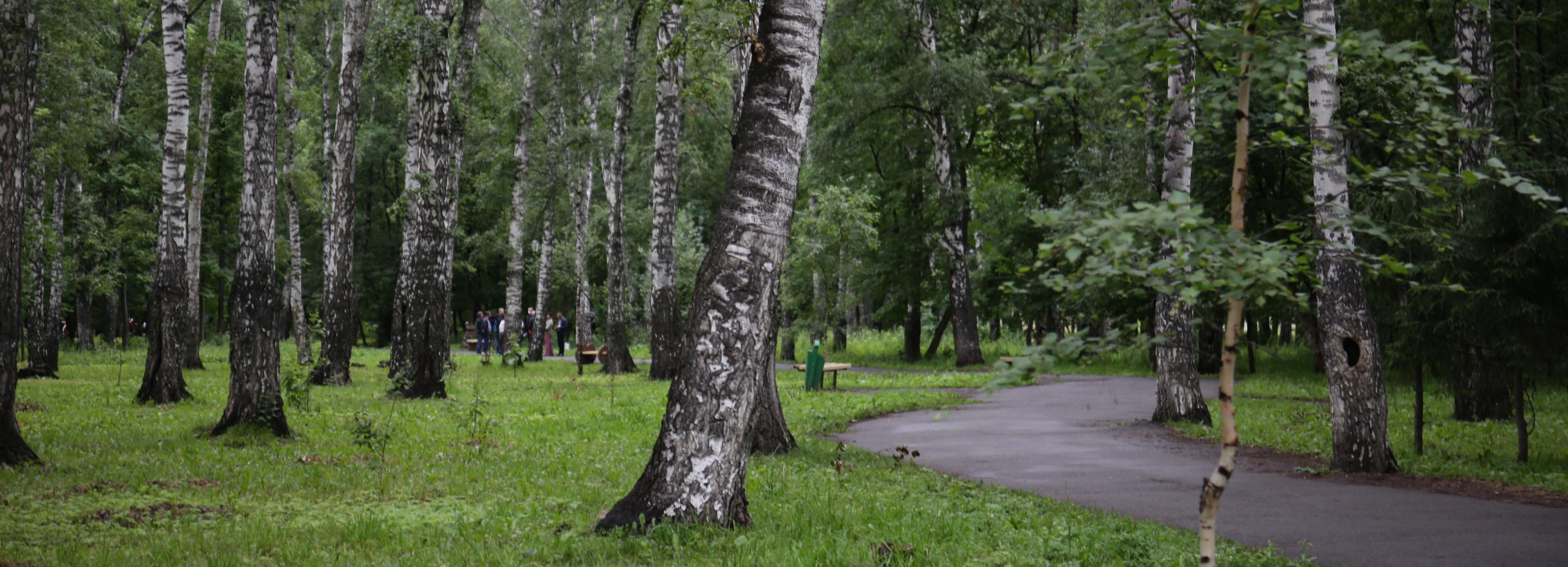 250 старых и опасных деревьев срубят в парке «Берёзовая роща»