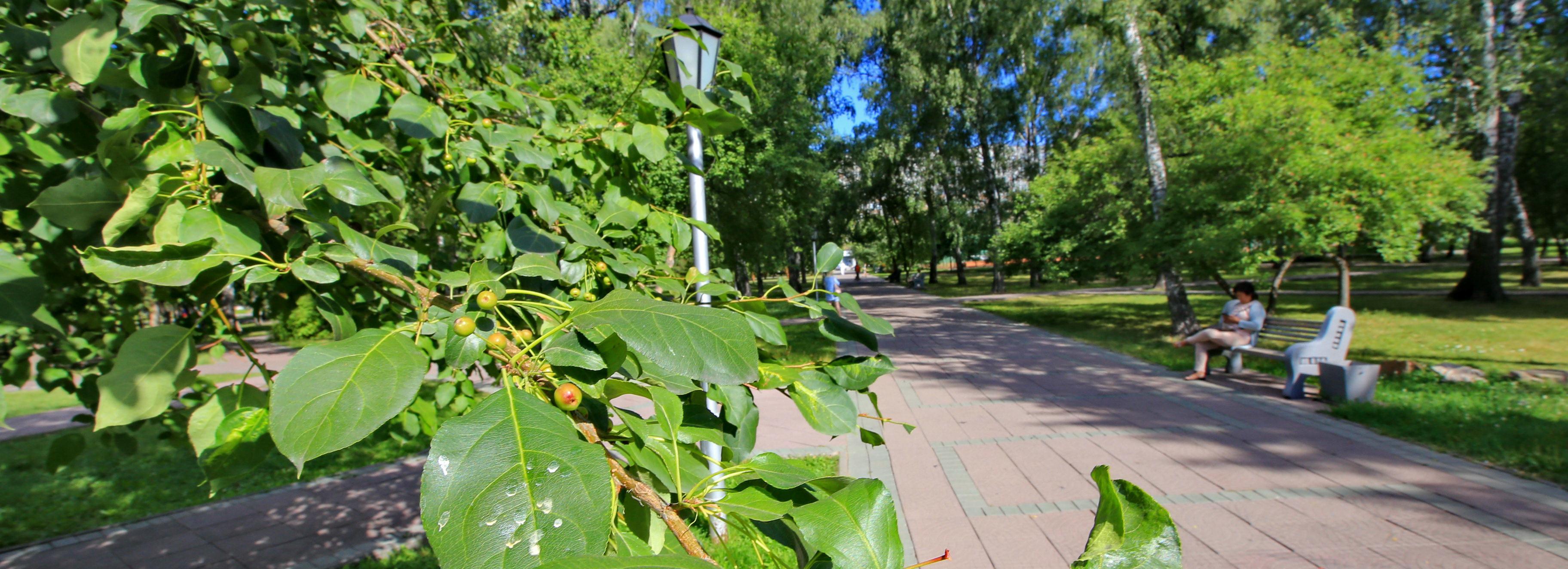 Карту благоустройства Новосибирска разрабатывают студенты НГТУ