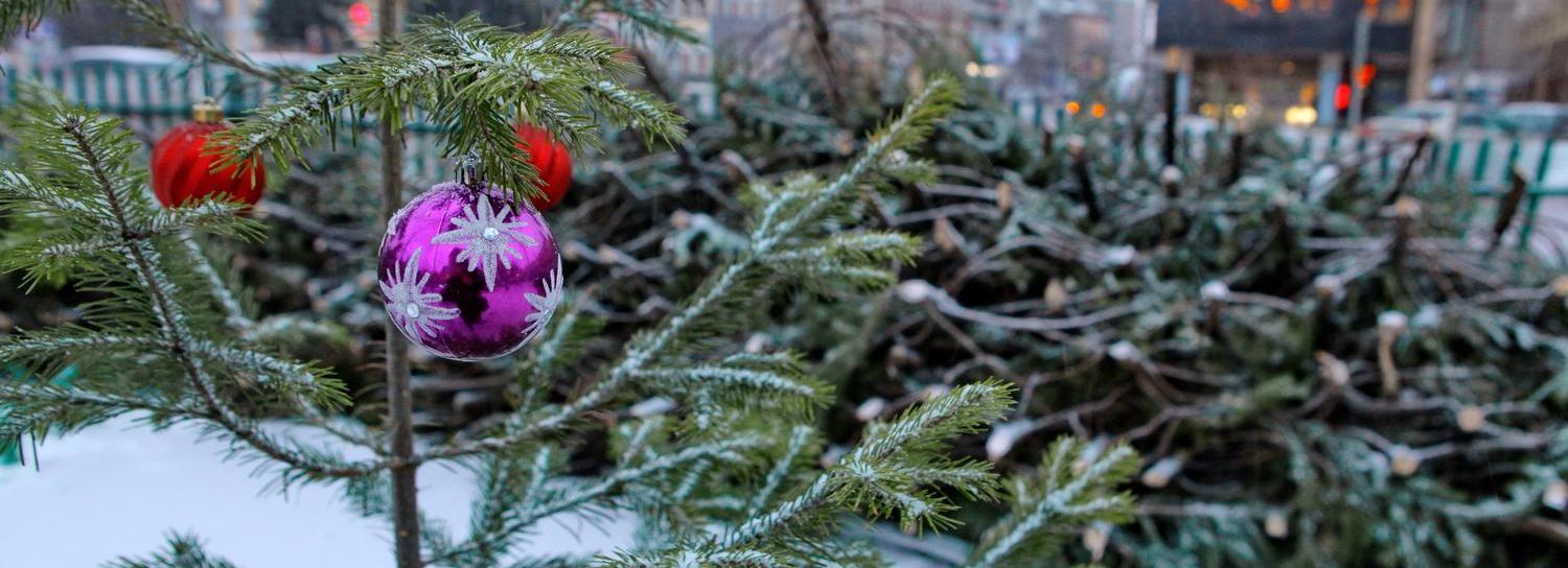 Щепа от 400 новогодних ёлок согреет зверей Новосибирского зоопарка