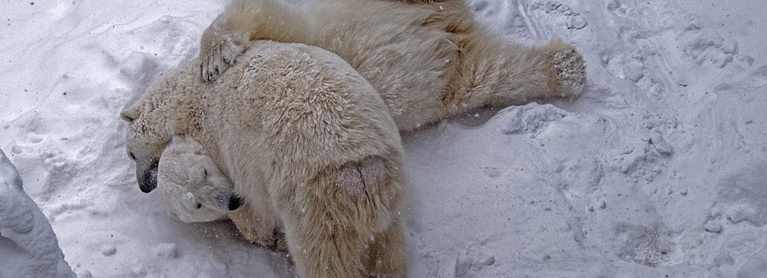 Если вы пропустили: любовь белых мишек и обновление Первомайского сквера