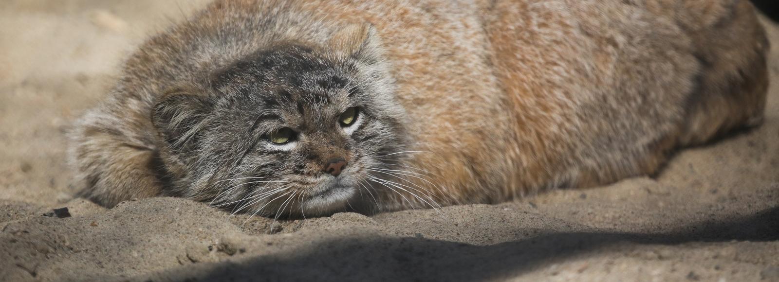 Если вы пропустили: русская IKEA, влюблённый манул и удалёнка со щебетом