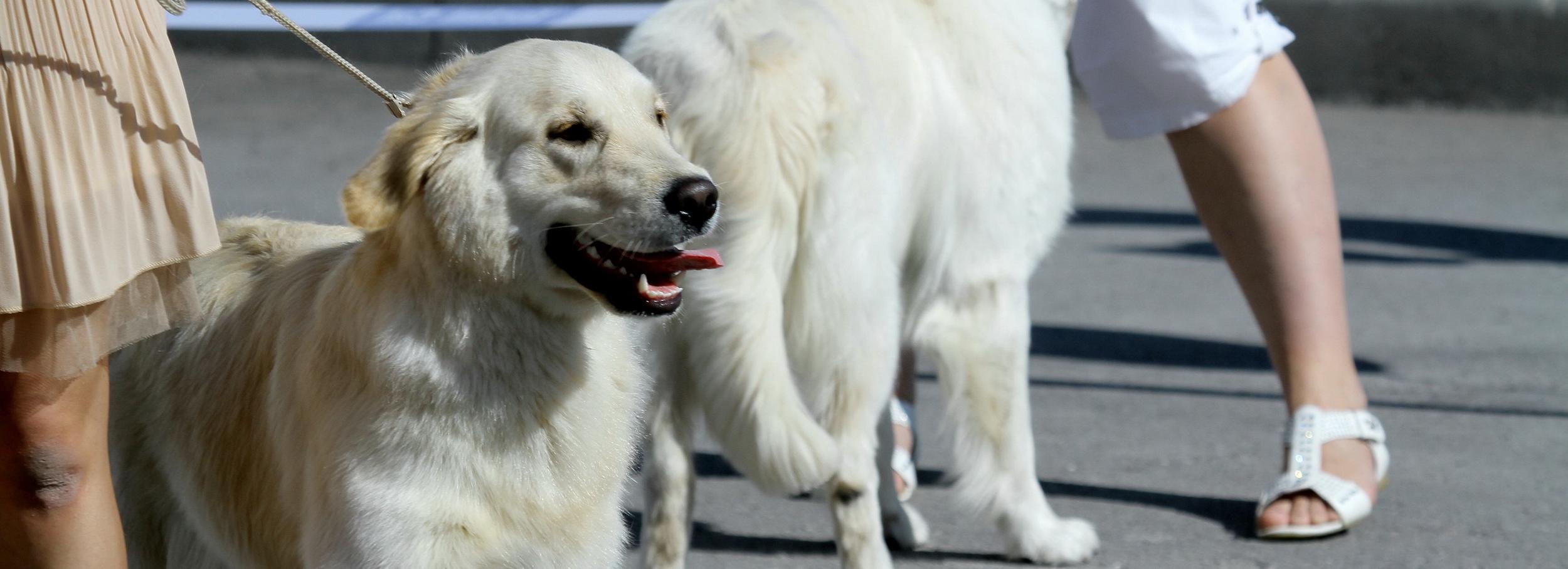Как правильно выгуливать собак в Новосибирске — горячий телефон