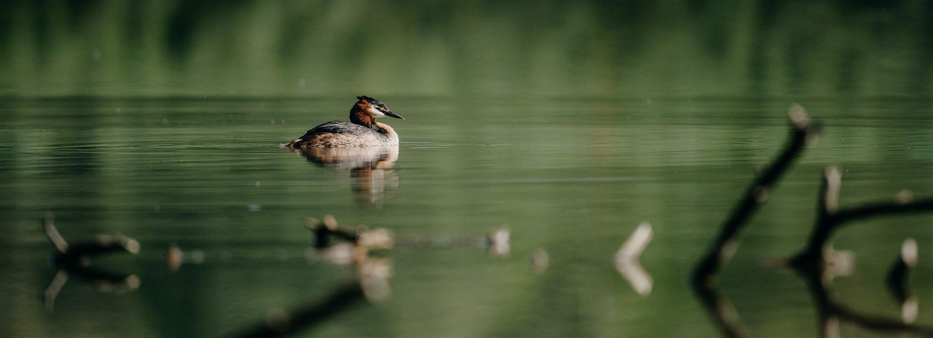 Площадку для бёрдвотчинга построят на озере под Новосибирском