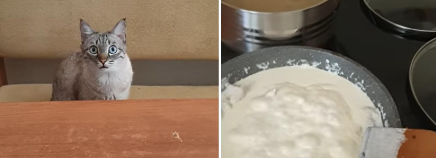 Голодный кот из Новосибирска смутил хозяина и стал звездой YouTube