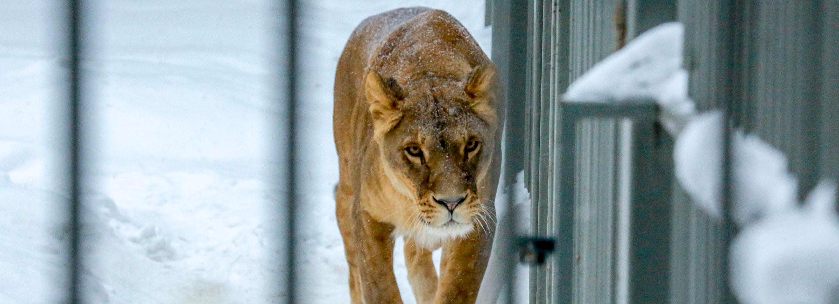 Новосибирский зоопарк с приходом холодов сократил часы работы в будни