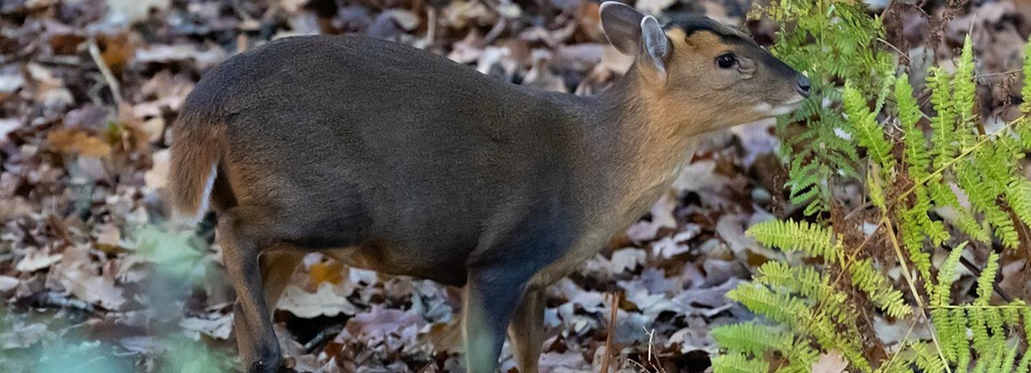 Если вы пропустили: последний Ту-154, «умная» улица и лающий олень