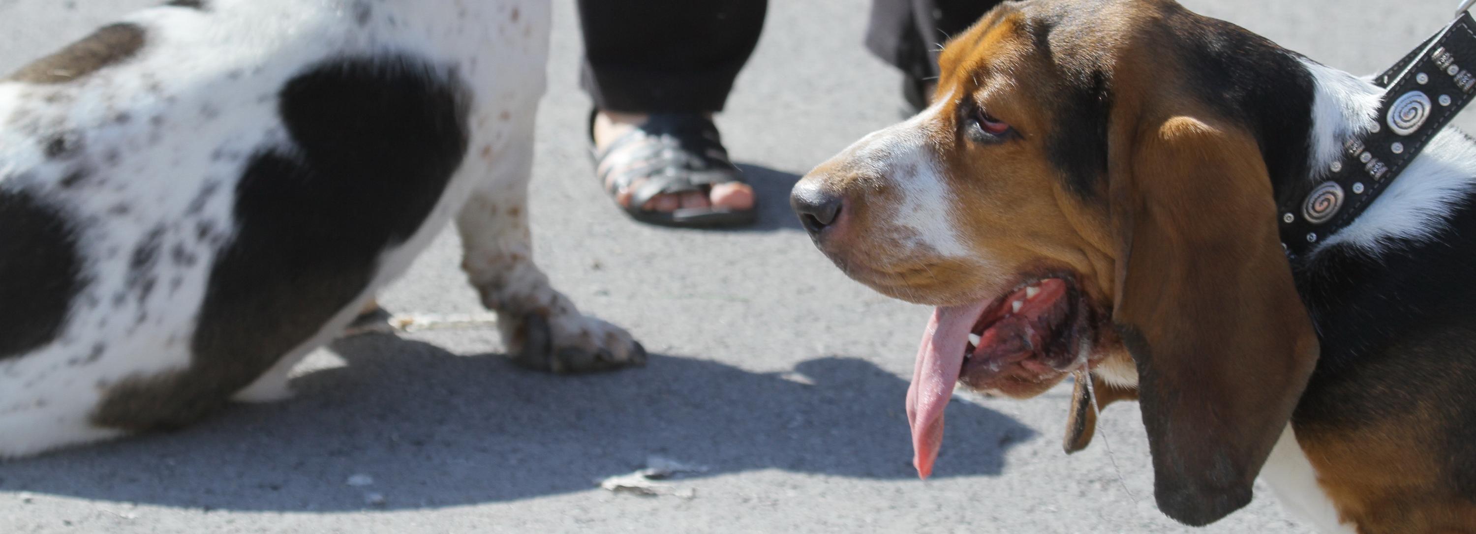 Новые правила для выгула собак рассмотрят этой осенью в Новосибирске