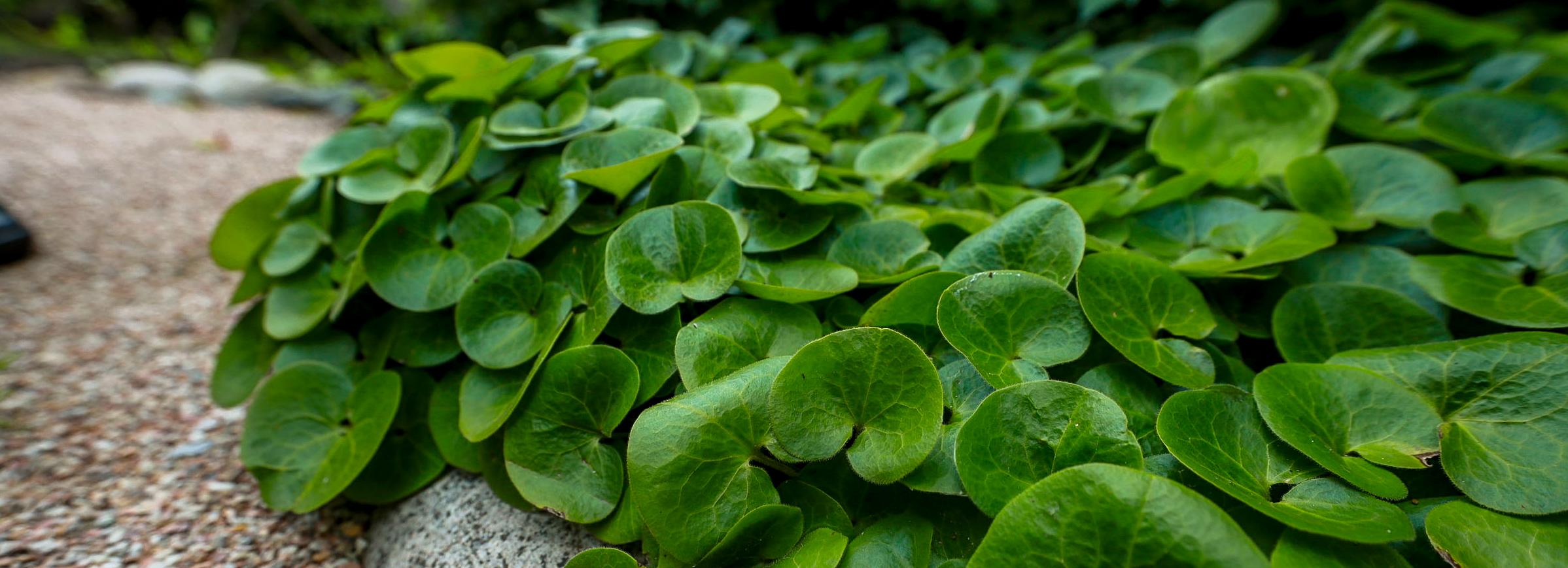 Скумпия и копытень: рассматриваем необычные растения сибирского ботсада