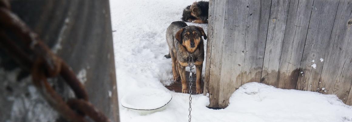 Новый закон о защите животных — горячий телефон