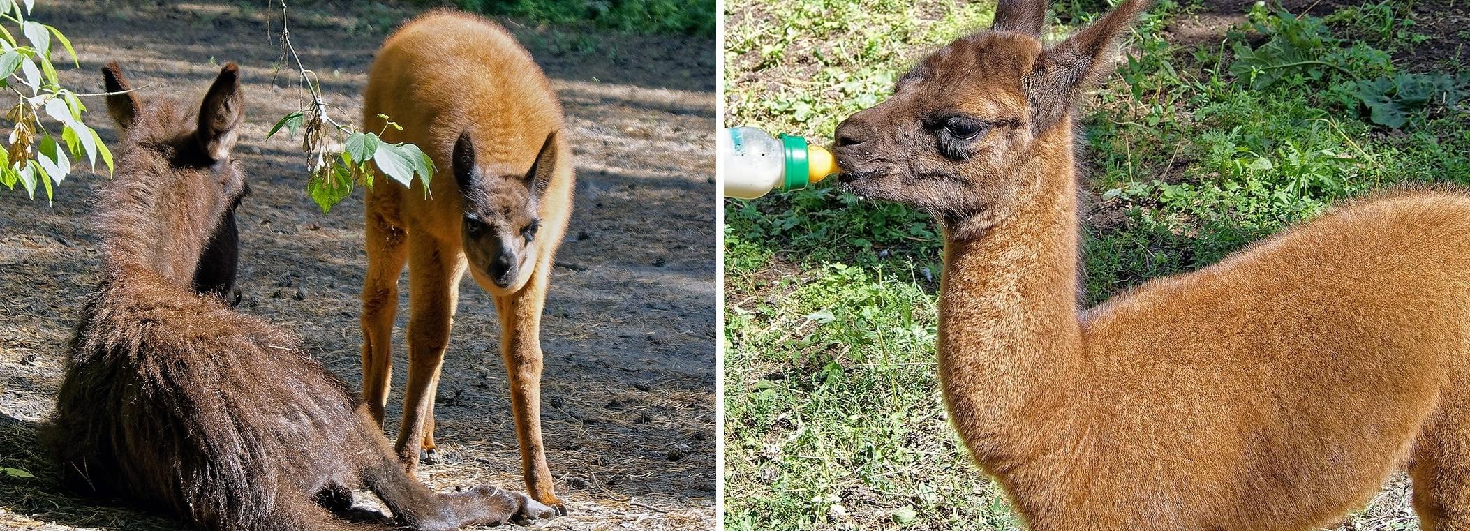 Маленькая лама подружилась с осликом в Новосибирском зоопарке